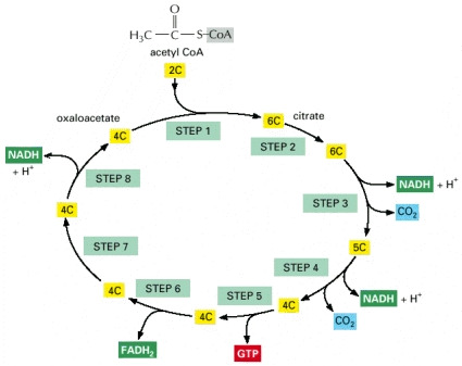 Citric acid cycle
